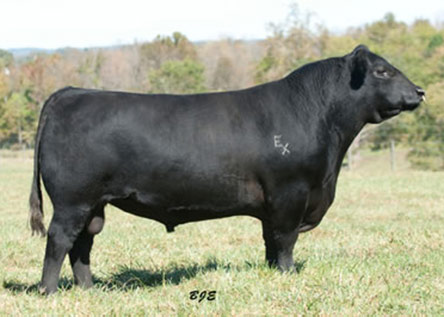 EXAR Tryon 71204
